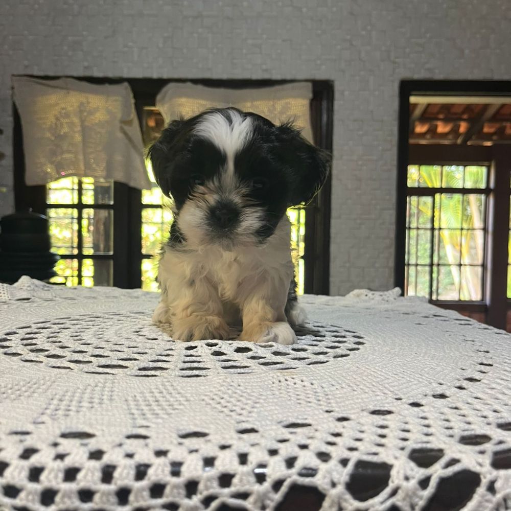 Shihtzu Macho M1