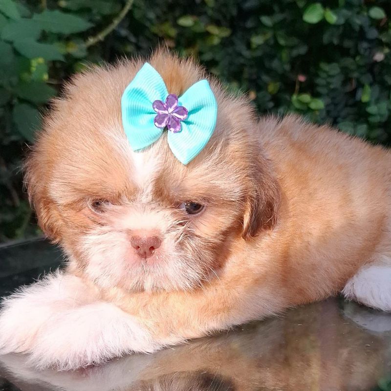 Shihtzu Fêmea F3