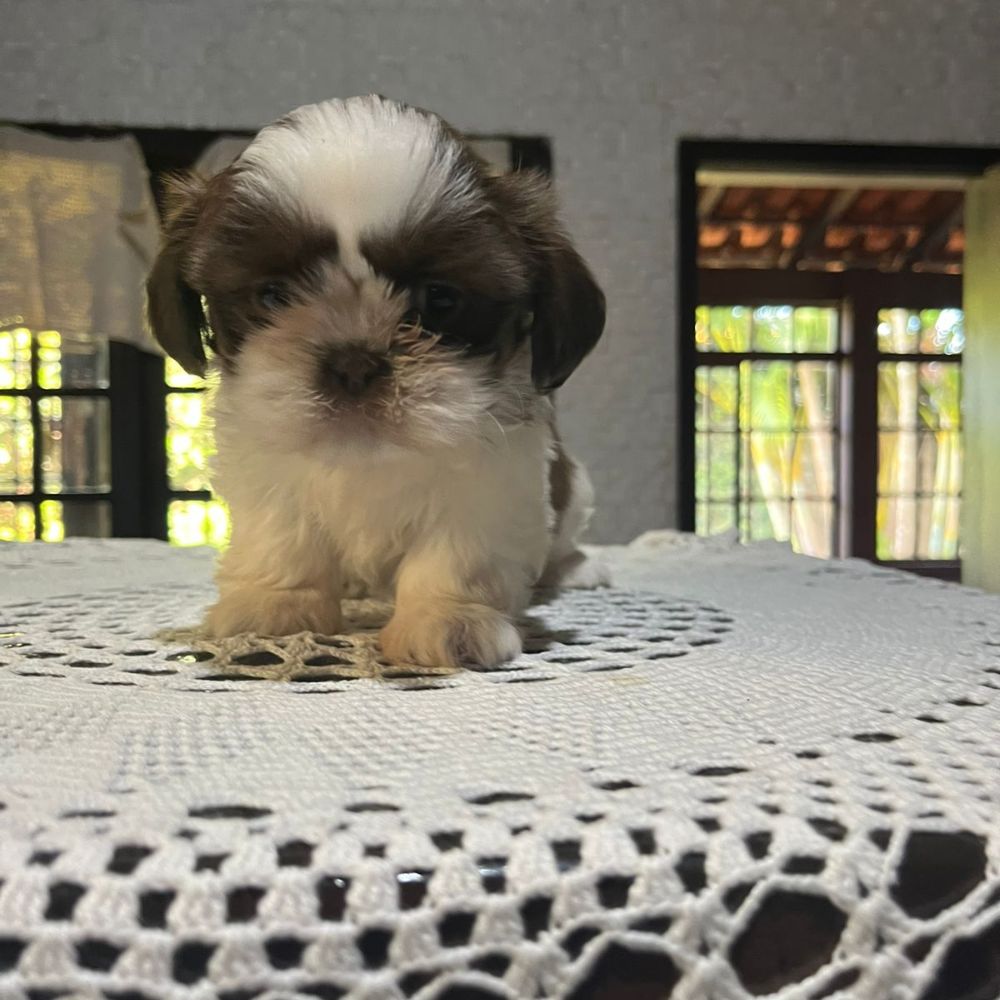 Shihtzu Fêmea F1