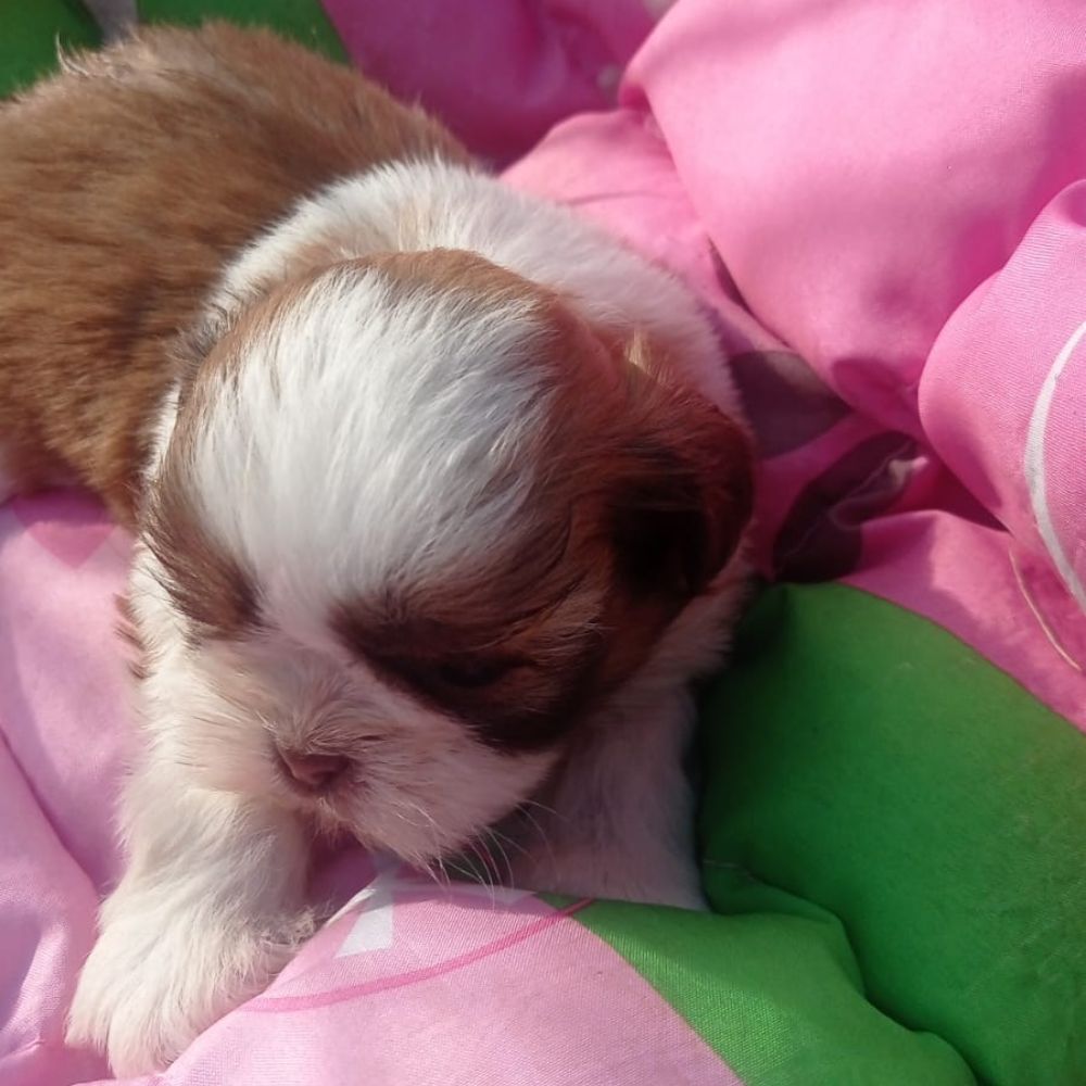 Shihtzu Fêmea F2
