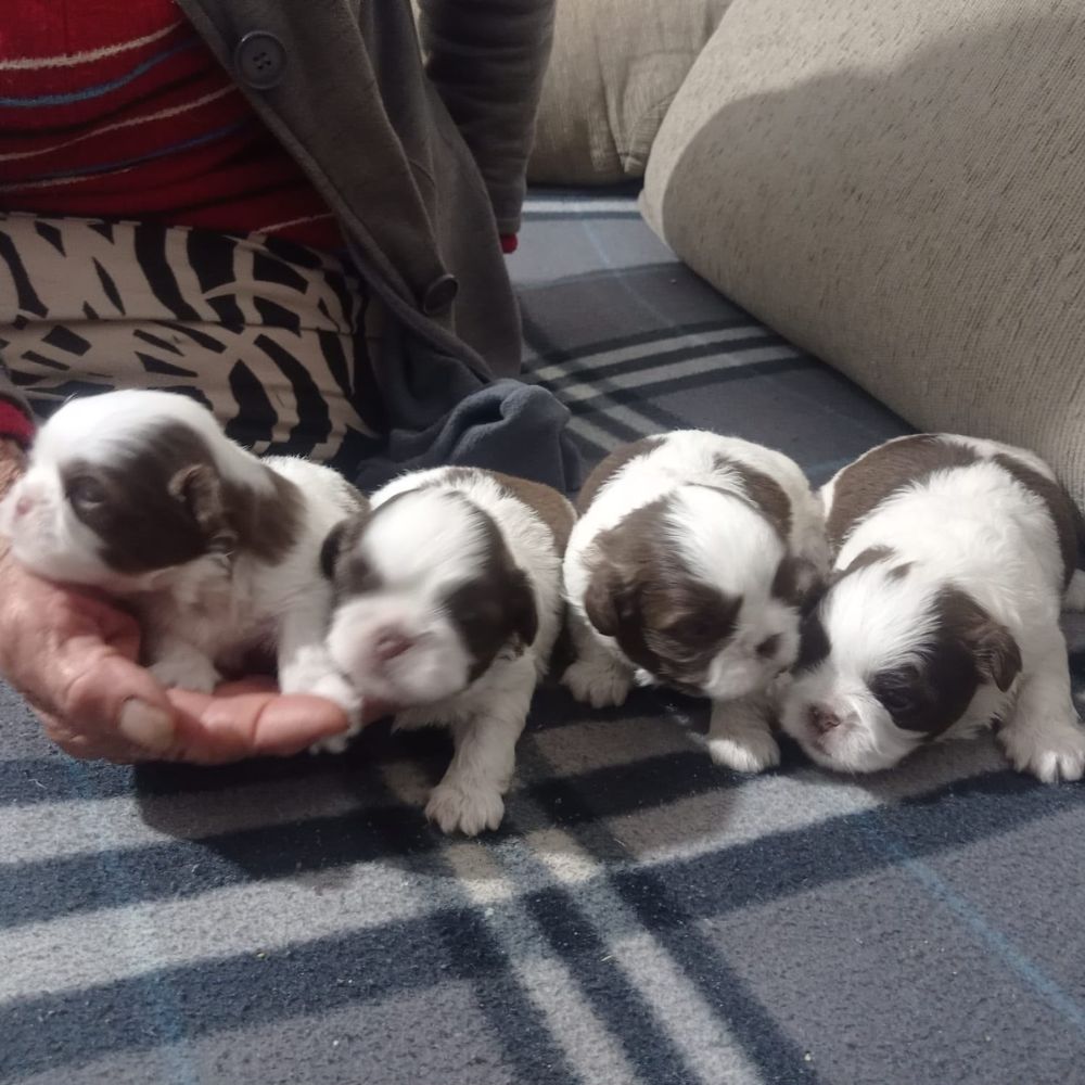 Shihtzu Macho M1