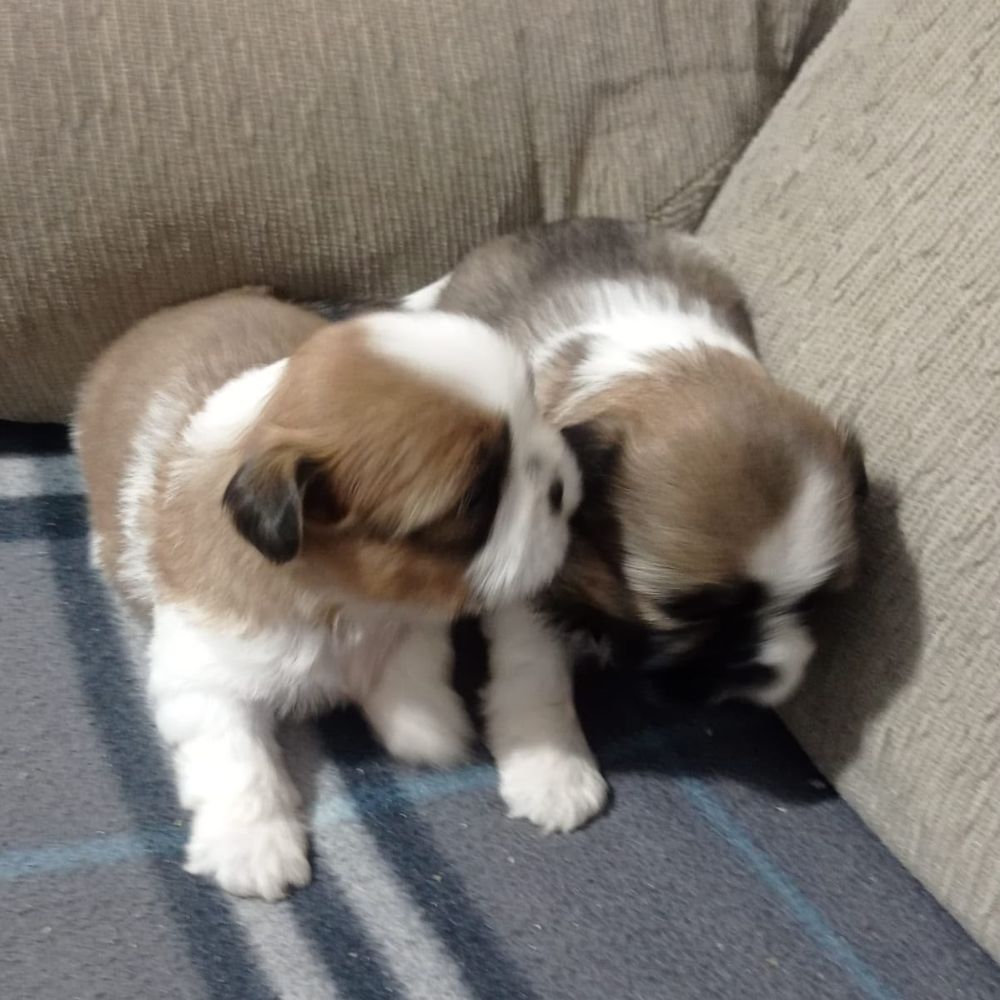 Shihtzu Macho M2