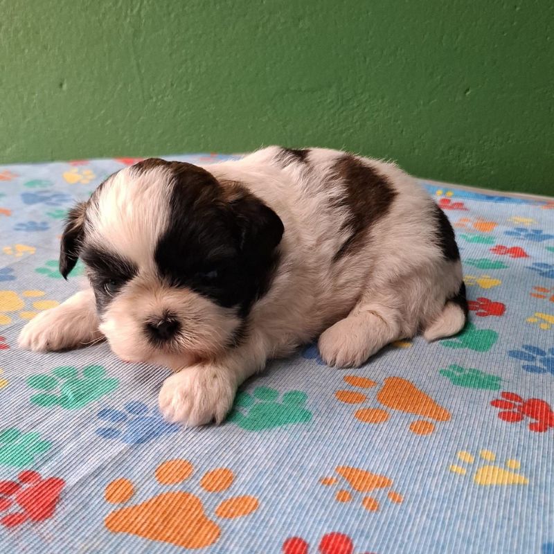 Shihtzu Macho M1