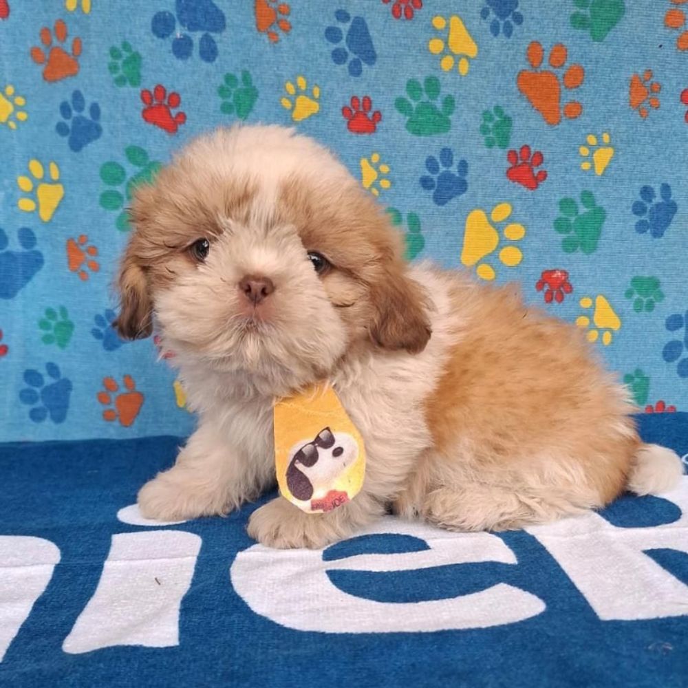 Shihtzu Macho M1