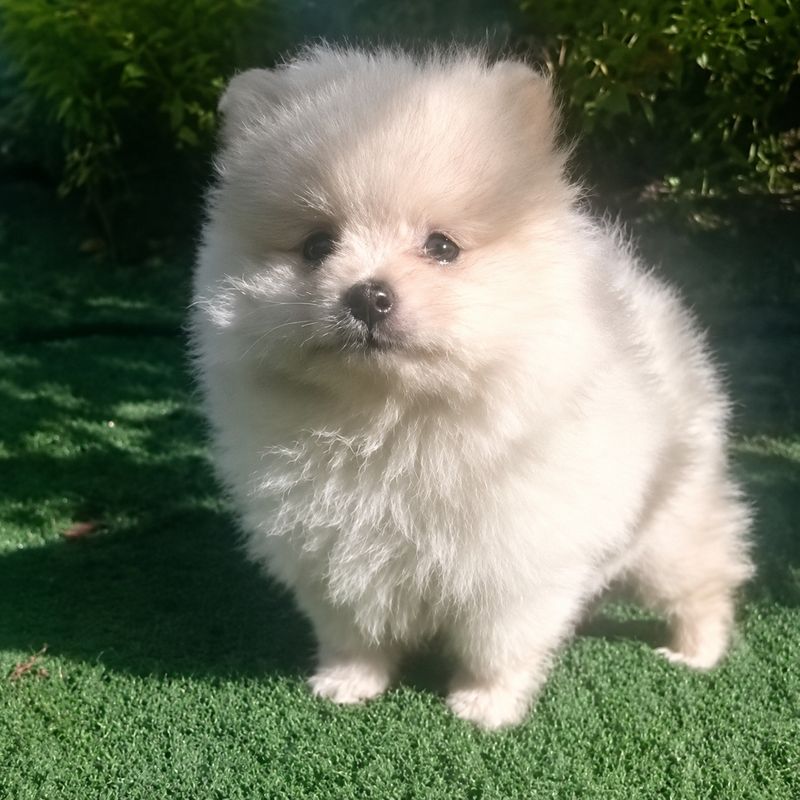 Spitz Alemão Macho M1