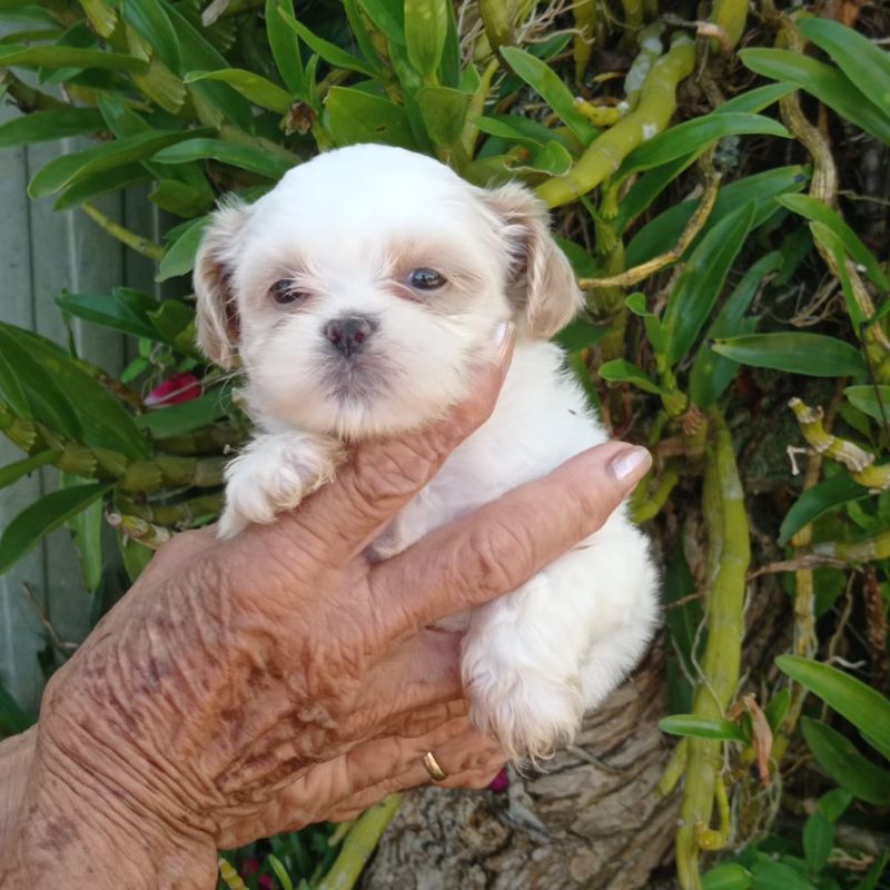 Shihtzu Fêmea F5